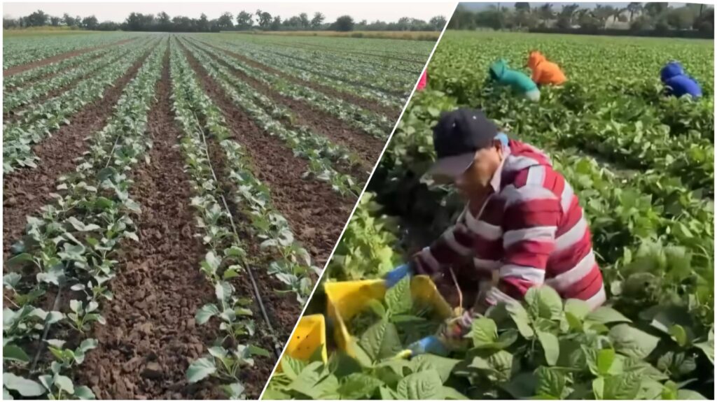 WhatsApp Image 2025 07 11 at 222833jpeg