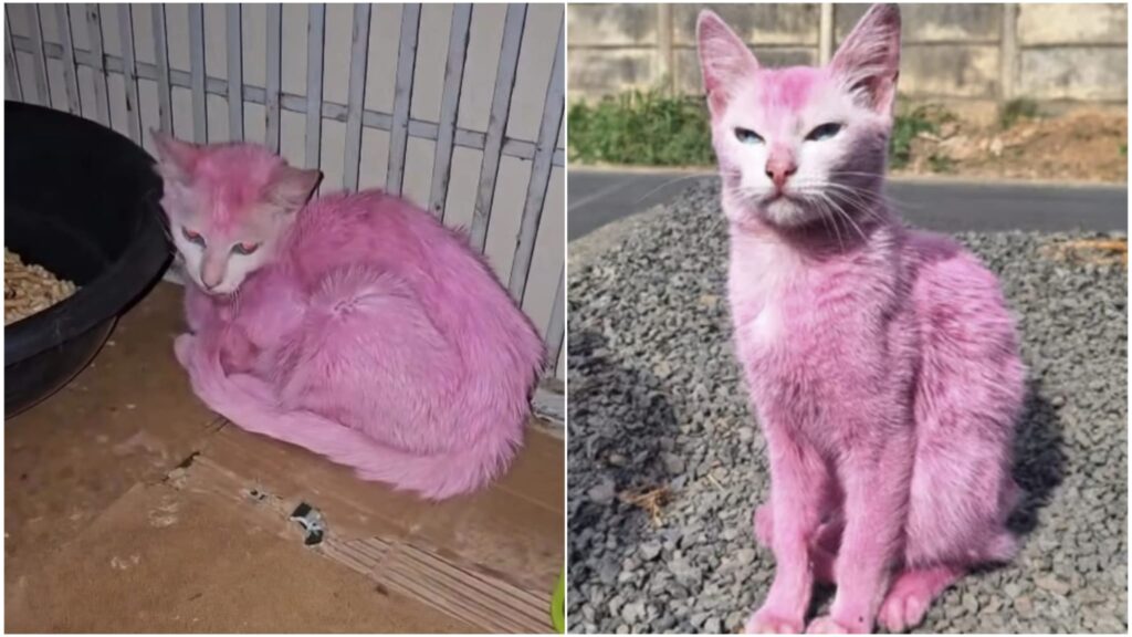 WhatsApp Image 2025 08 07 at 103224jpeg